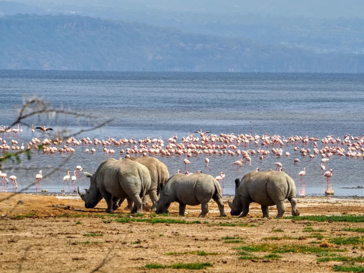 Ol Pejeta & Lake Nakuru Rhino Circuit (3D2N)