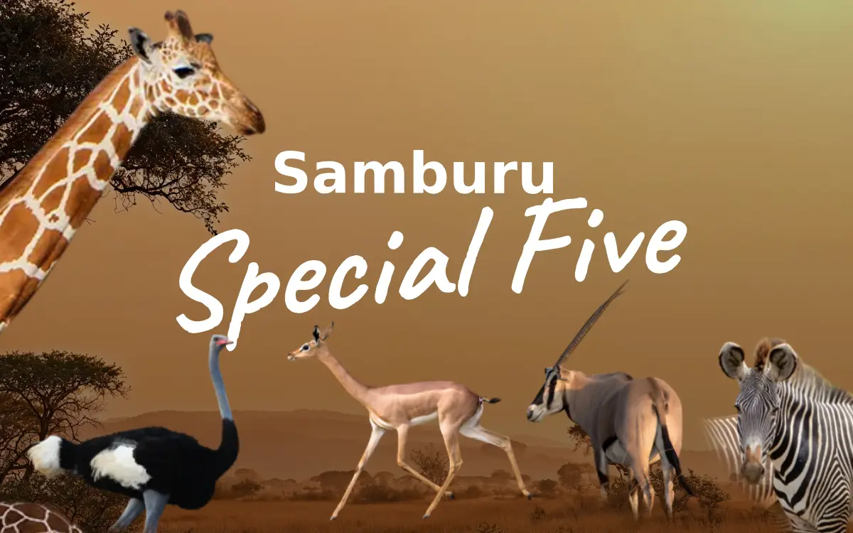 Samburu Special Five Safari (3D2N)