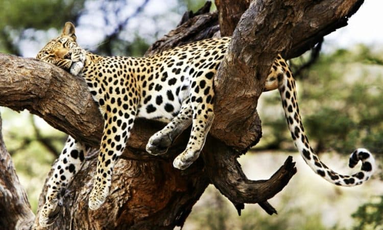 Tsavo West & East Wilderness Safari (3D2N)